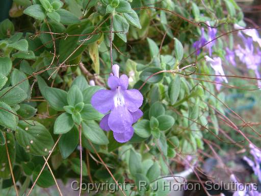 Streptocarpus Blue Bugle_2 